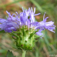 Acilepis gardneri (Thwaites) H.Rob. & Skvarla
